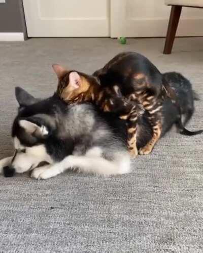 Sneak attack? What sneak attack?