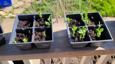 Am I real deal Hot Wife material?👼🏾

The start of my days is becoming increasingly busy with gardening 👩🏾‍🌾 I've now got two squash and pea varieties, three varieties of tomato, a blend of eggplants, peppers, and onions! Beans and carrots to direct sow to