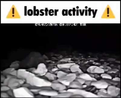 Lobster activity