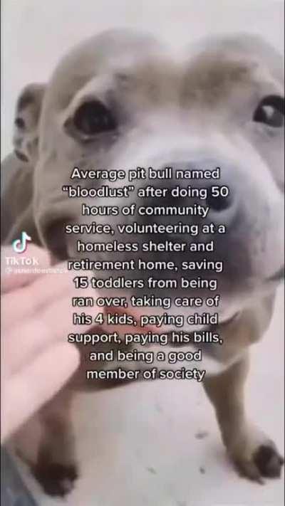 Stop pitbull hate