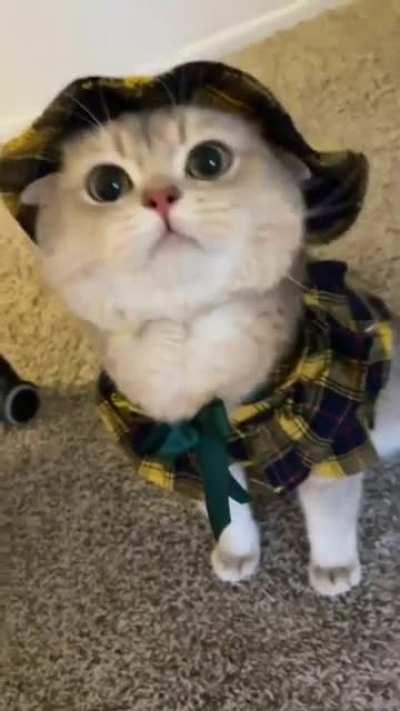 B&uuml;y&uuml;k ihtimalle newde &ouml;lecek post ama yine de atacam bu kediyi &ccedil;ok tatlı, internetteki en sevdiğim kedi sizce nasıl