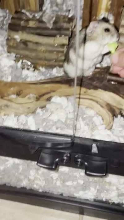 Whittle mister and his tiny tree! Instead of eating his veggies he wanted to groom me instead 😝