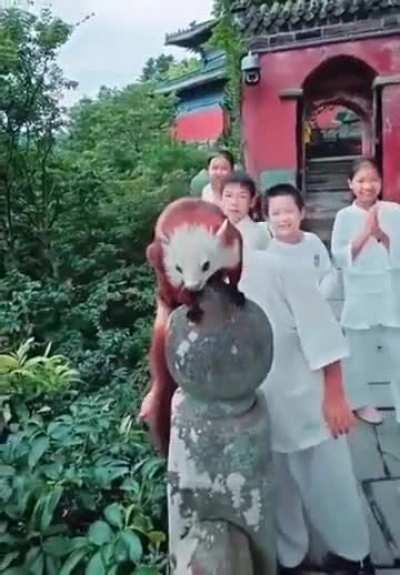 Asian flying squirrels