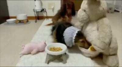 He always invites his stuffed animal friends to eat together