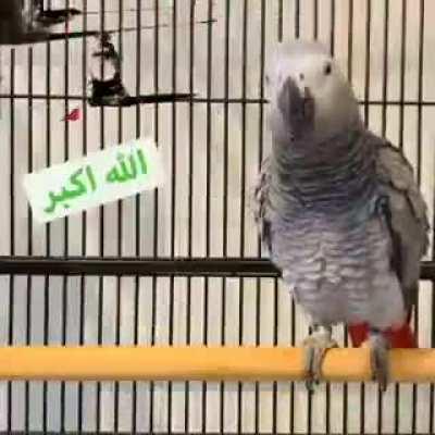 Allah bird?! (real moment )