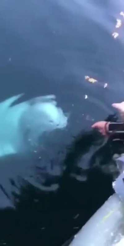 Белуга возвращает женщине упавший в воду телефон