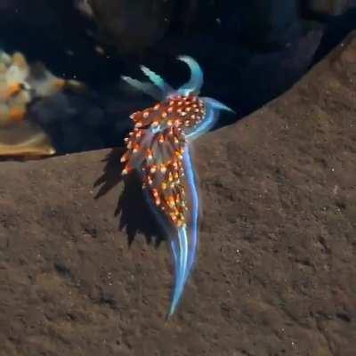 Brightly colored sea slug (Hermissenda opalescens).