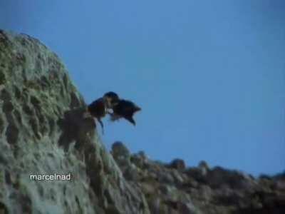 Caution: Golden Eagle drags a Mountain Goat off a cliff ⛔️ ⚠️ ☠️