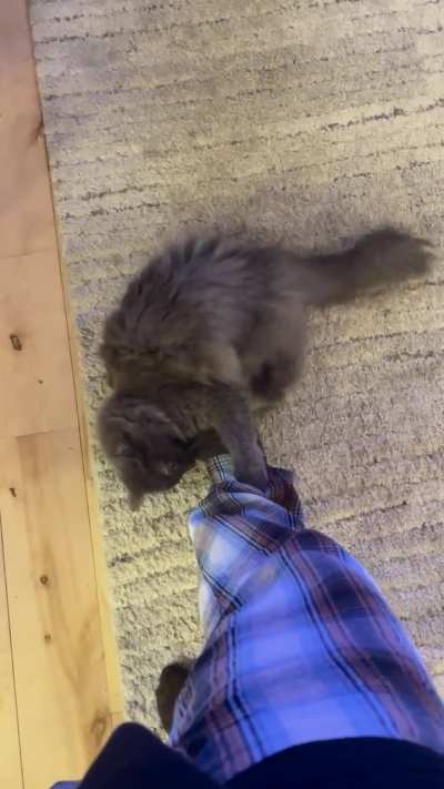 was led here and felt she should be seen