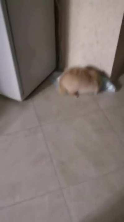 Angry dog. Drift edition.