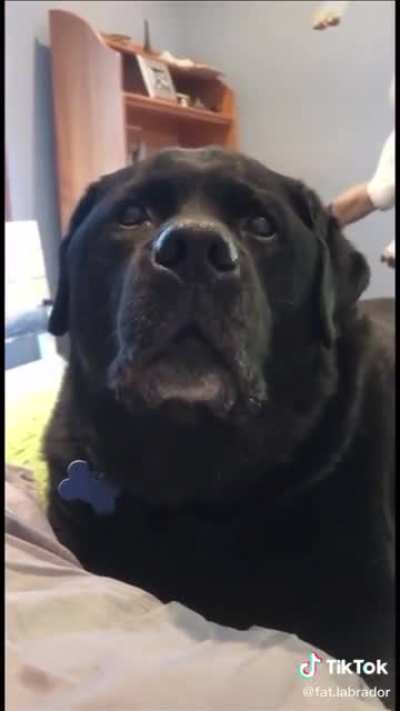 Me: it's raining u cant go outside Dog: