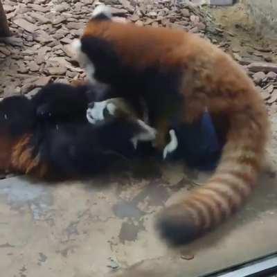 Playing, Eating, Fightining but always together <3