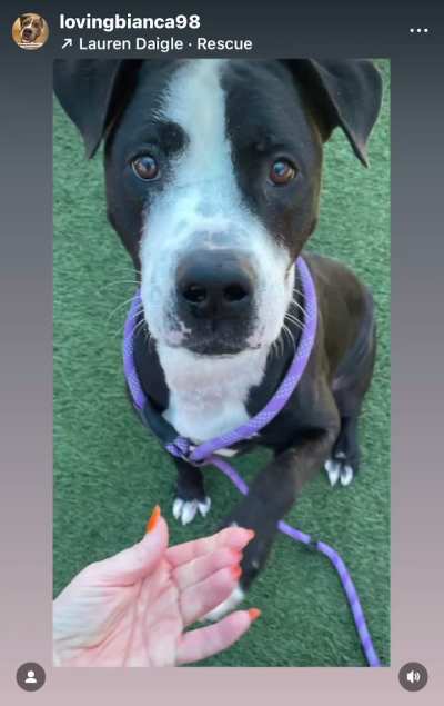 LAST DAY TO SAVE MANOLO! TODAY, TUESDAY 11/4 is his LAST DAY to find an ADOPTER or FOSTER/RESCUE/PLEDGES. He is on the EUTHANASIA LIST at Orange County Animal Services in ORLANDO, FL. Please dm  /u/biancamission ASAP if you can foster sweet Manolo for a r