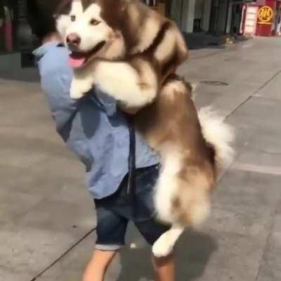 The dog also wants to be in his arms