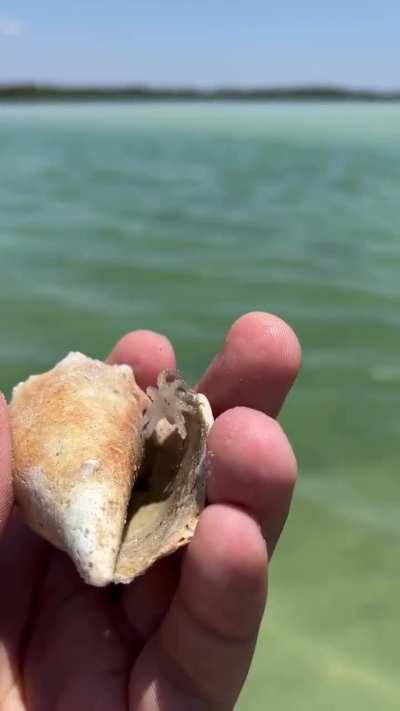 🔥 Baby octopus sighting 🔥