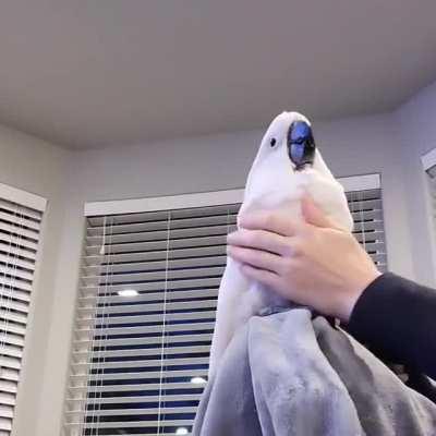 AHHHH it's like peekaboo, except you hide and scream