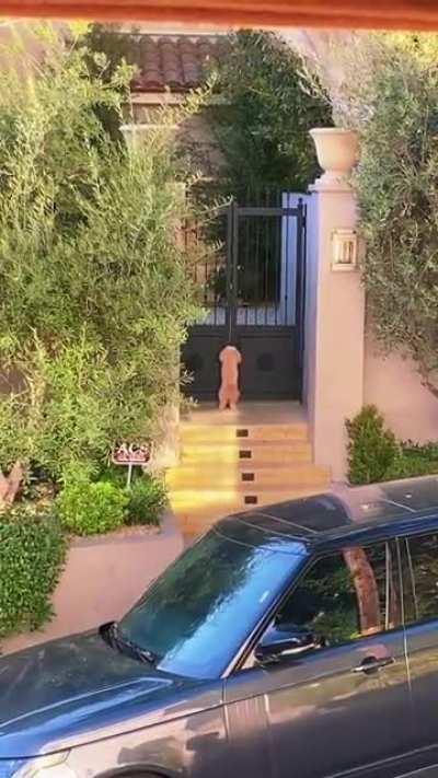 Neighbours dog got locked out haha