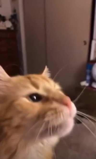 Cat regrets eating ice cream