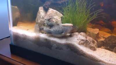 Snacking on a minnow