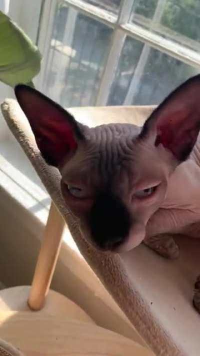 does ur sphynx make this sound?