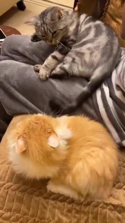 Stop it! It's my tail!