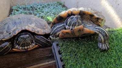 My turts:Why the f**k are you recording us again? Everyday you keep on taking pictures or videos of us. Can you please have the decency to respect our private lives? Me: I just can't resist this cuteness