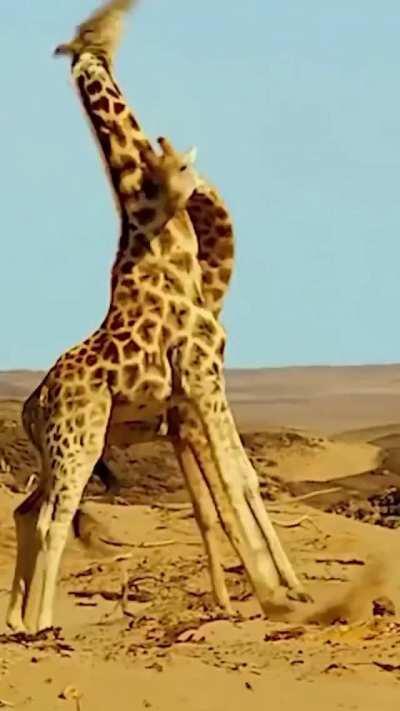 This is how giraffes fight