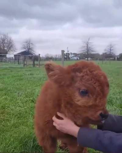 This is a 10 day old baby highland cow 🥰