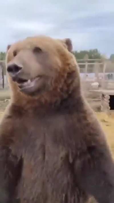 Don't tell me bears get zoomies as well