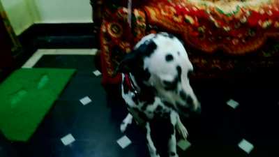Candy(her name) is the sweetest dog in the world