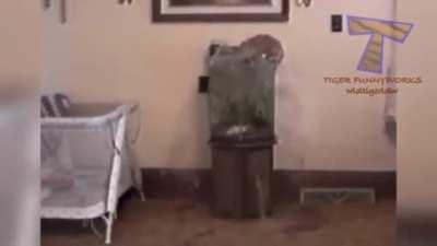 What could go wrong just acting like a cat?