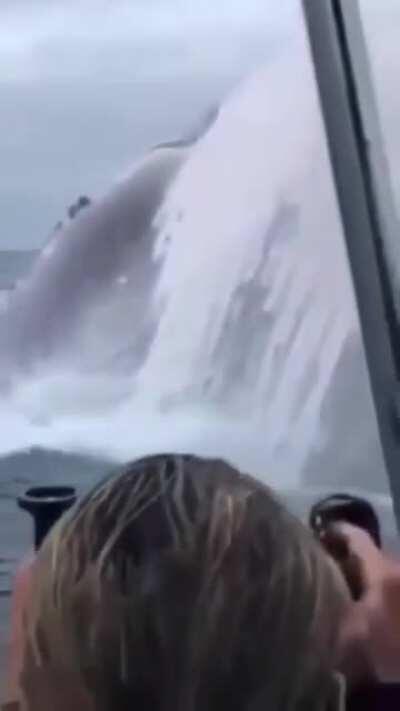 Humpback whale jumping out of water