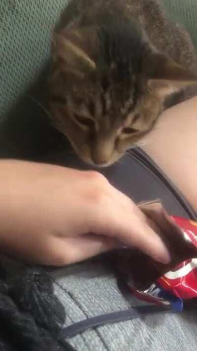 Chonker politely asks for cheez-its