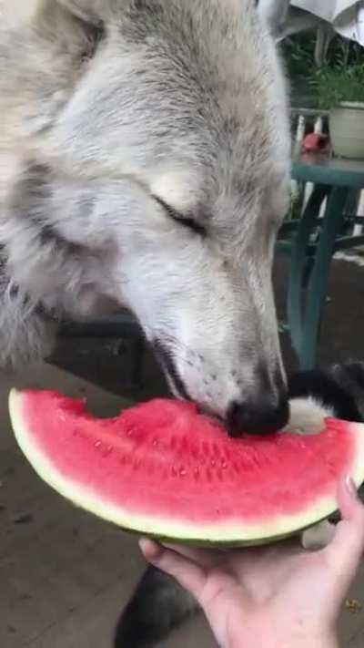 The wolf is eating watermelon beautifully!!