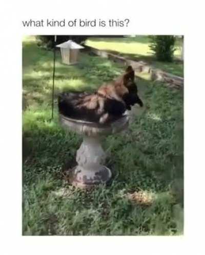 What kind of bird is this?