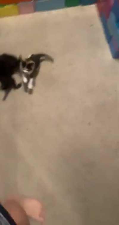 Two very pointy points, a floofy point, and a white tipped tuxedo point!