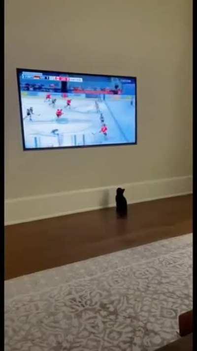 Reasons why this cat wouldn’t survive in the wild