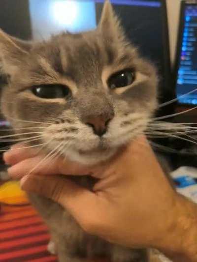 gettin the chinrubs of a lifetime