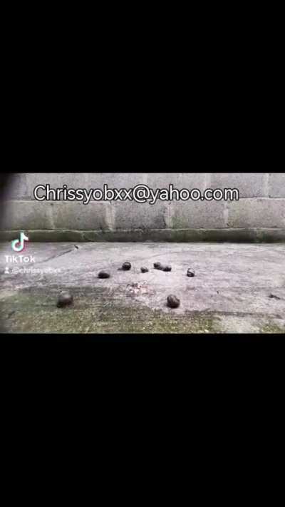 Platform heels walkover snails