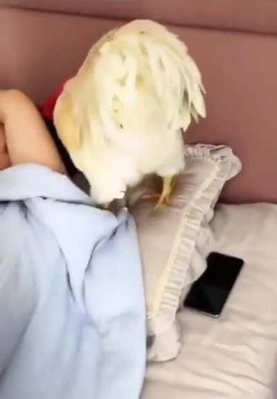 Natural alarm clock!