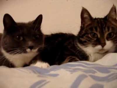 Having a bad day? Here’s two cats having a meaningful conversation