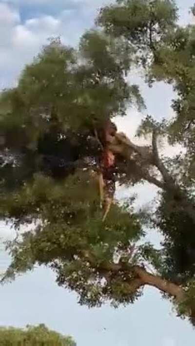 Lion fight a leopard in a tree. Somewhere in Sabi Sands.