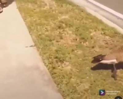 WCGW while trying to hurt an innocent duck.