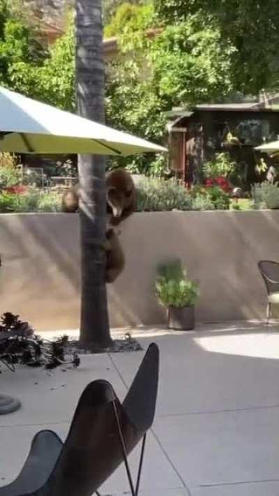 Lost it when he knocked the chair over