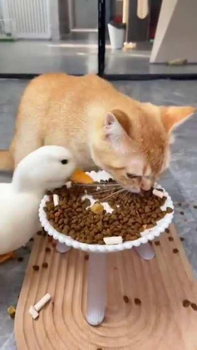 Not often you see cats being the victim.