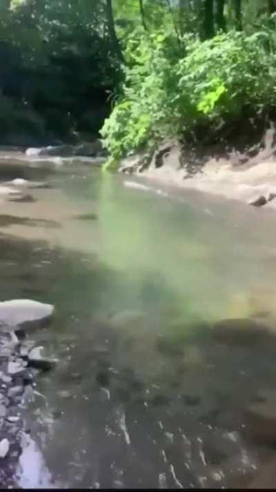 Nobody: Pelagornis leveled in Oxygen: