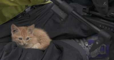 A smol kitten makes freinds with the camera man.