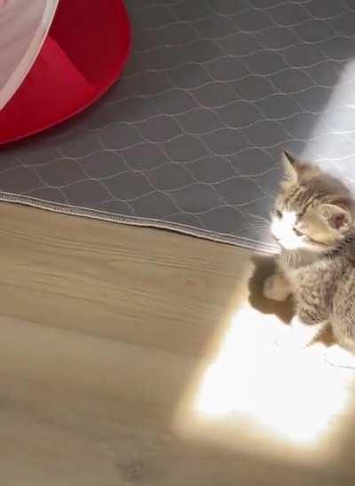 Kitten experiencing sunbeam for the first time.