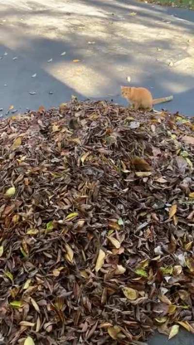 I’m gonna get you.... Aahhh just kidding!