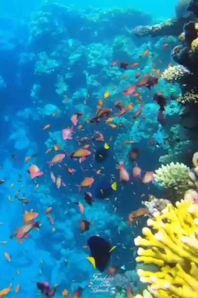 🔥 Blue Hole in Dahab, Egypt 🔥